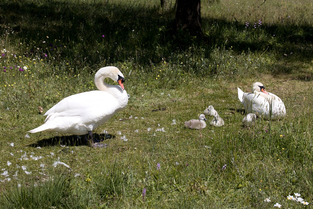 vogels vogel hdr fauna natuur aves zang vliegen vrij